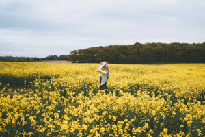 Champs de canola field photo by grant-ritchie