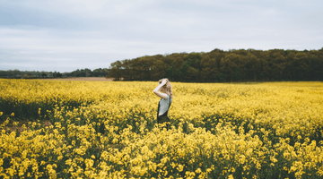 Champs de canola field photo by grant-ritchie