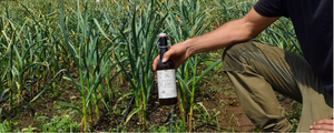L’incroyable histoire du Vinaigre de feu Apothicari