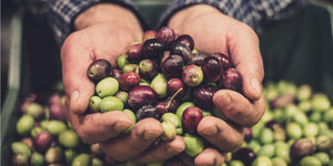 Première étape pour faire des huiles d'olive vierge extra de qualité : la sélection des olives. Maison Orphée