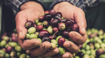 Première étape pour faire des huiles d'olive vierge extra de qualité : la sélection des olives. Maison Orphée