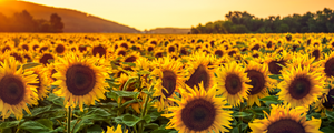 Est-ce que l’huile de tournesol est vraiment inflammatoire ?