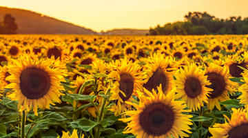 Est-ce que l’huile de tournesol est vraiment inflammatoire ?